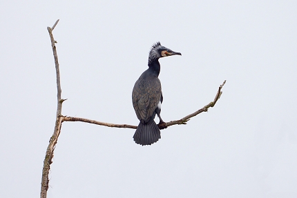 Grote Aalscholver (Phalacrocorax carbo) 3-2016 5674